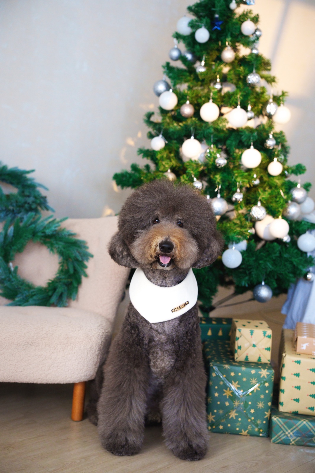 愛犬在聖誕樹和禮物旁的獨照